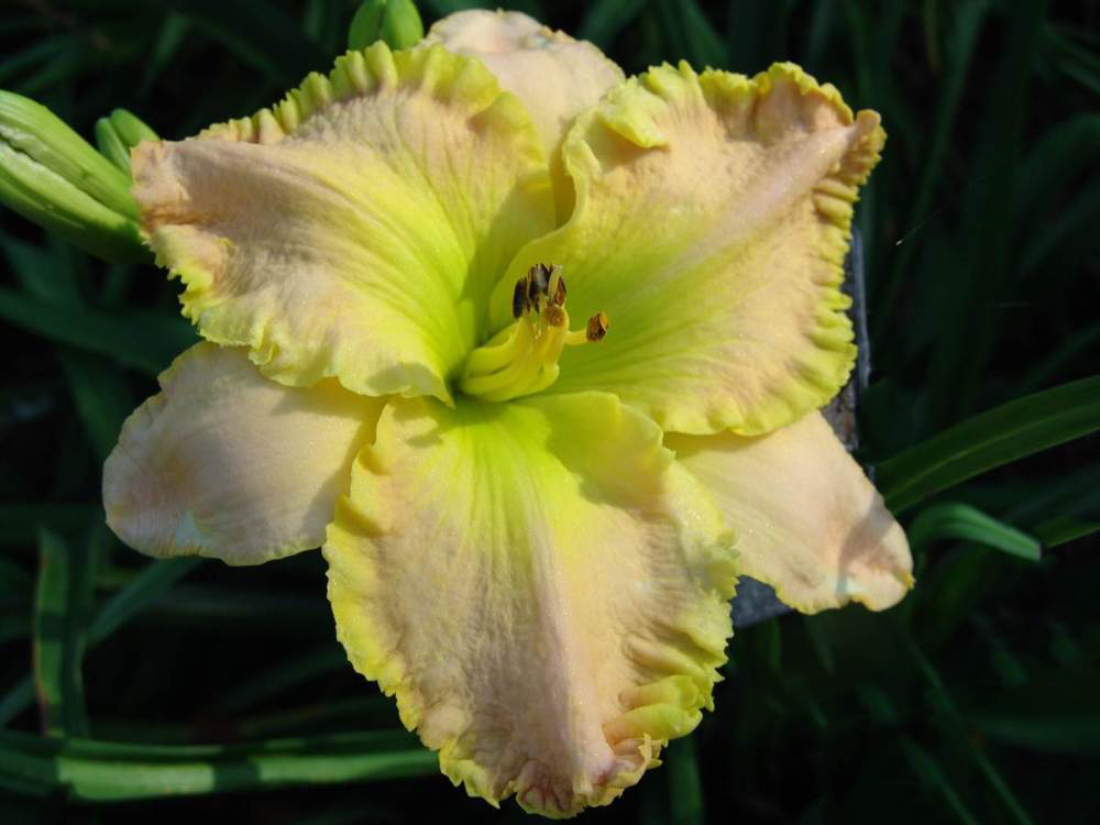Favorite Things Daylily Garden - Chartreuse Wonder